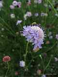 Scabiosa columbaria