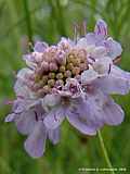 Scabiosa columbaria