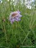 Scabiosa columbaria