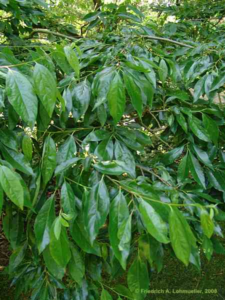 Diospyros virginiana