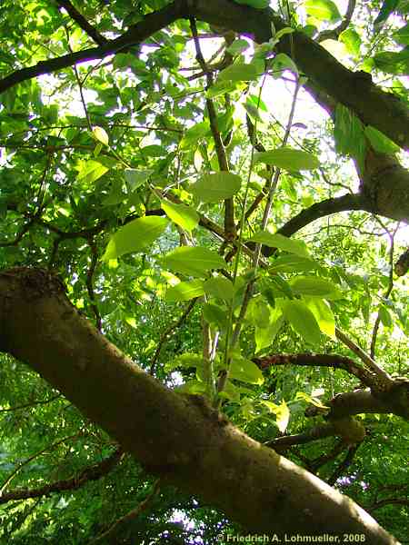 Diospyros virginiana