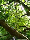 Diospyros virginiana