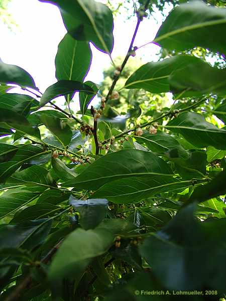 Diospyros virginiana
