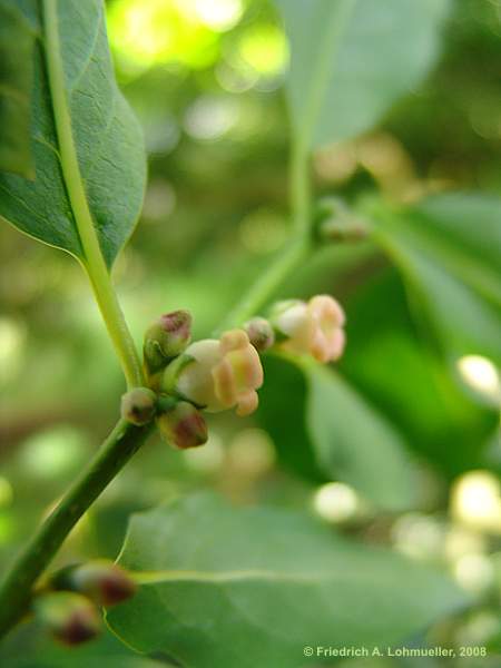 Diospyros virginiana