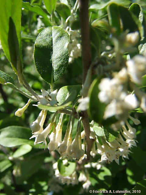 Elaeagnus multiflora