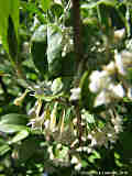 Elaeagnus multiflora