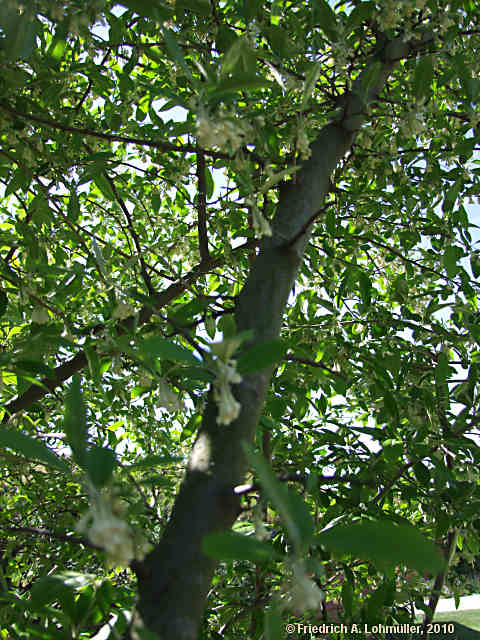 Elaeagnus multiflora