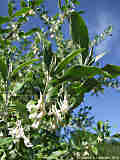 Elaeagnus multiflora