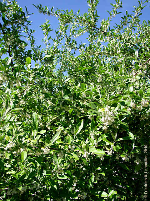 Elaeagnus multiflora