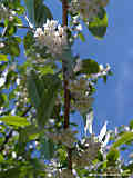 Elaeagnus multiflora