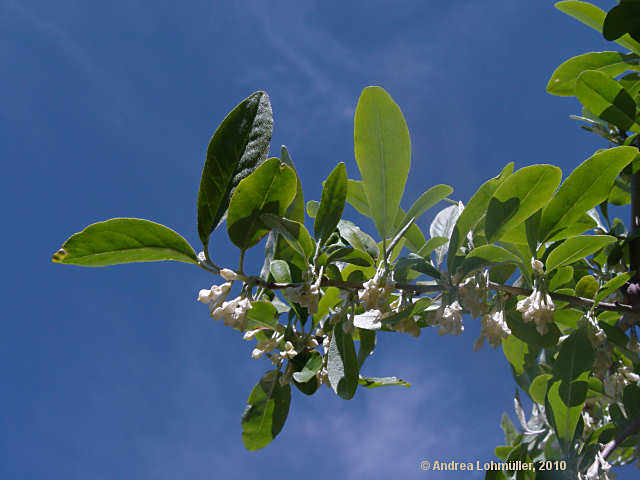 Elaeagnus multiflora