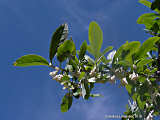 Elaeagnus multiflora