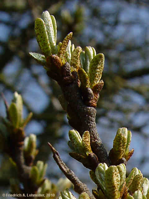 Hippophae rhamnoides