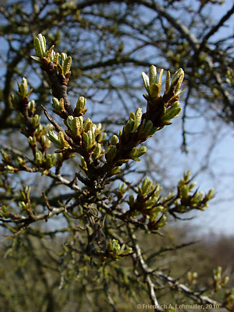 Hippophae rhamnoides