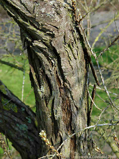 Hippophae rhamnoides