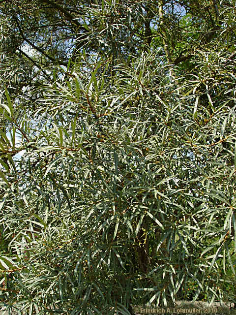 Hippophae rhamnoides