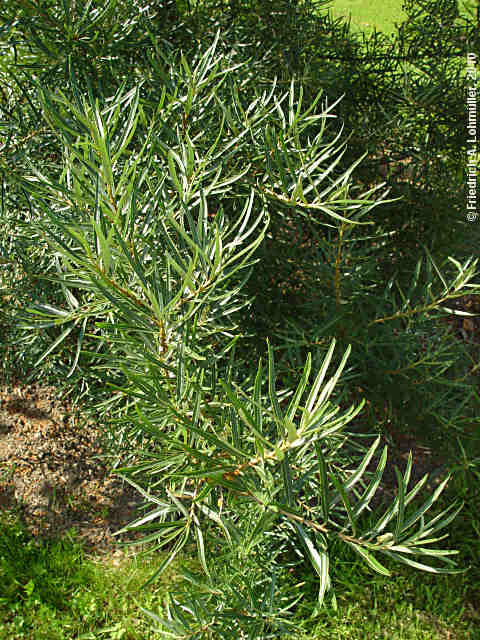 Hippophae rhamnoides