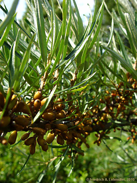 Hippophae rhamnoides