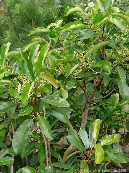 Arbutus andrachne
