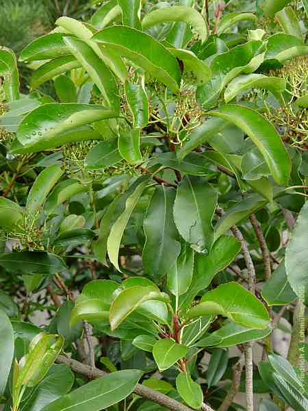 Arbutus andrachne
