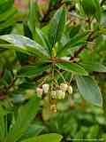 Arbutus unedo