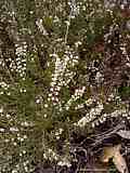 Calluna vulgaris