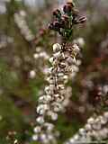 Calluna vulgaris