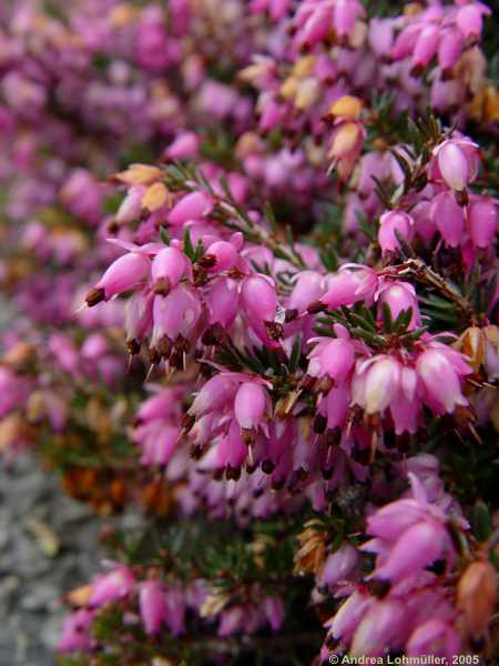 Erica carnea