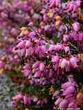 Erica carnea