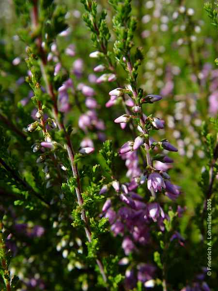 Erica vulgaris