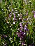 Erica vulgaris