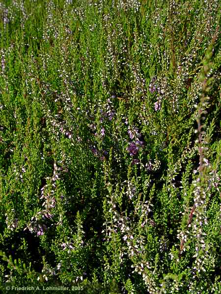 Erica vulgaris