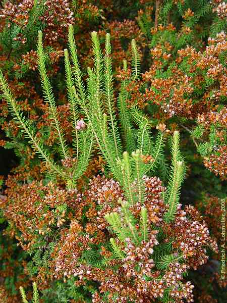 Erica terminalis
