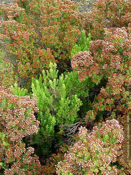 Erica terminalis