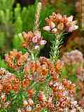 Erica terminalis