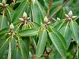 Rhododendron fortunei