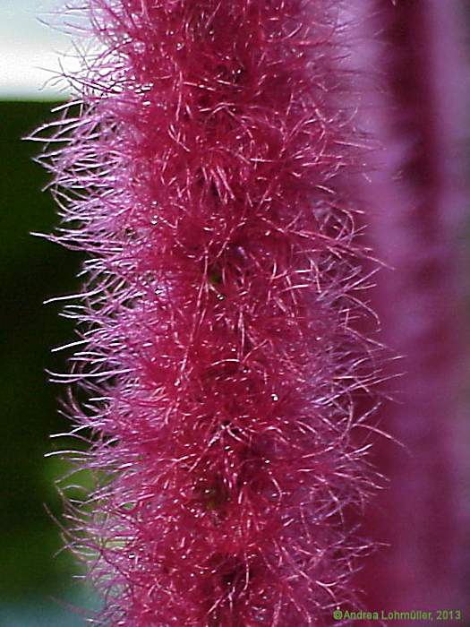 Acalypha hispida