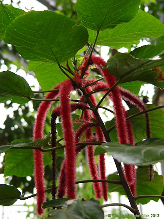 Acalypha hispida