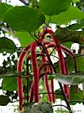 Acalypha hispida