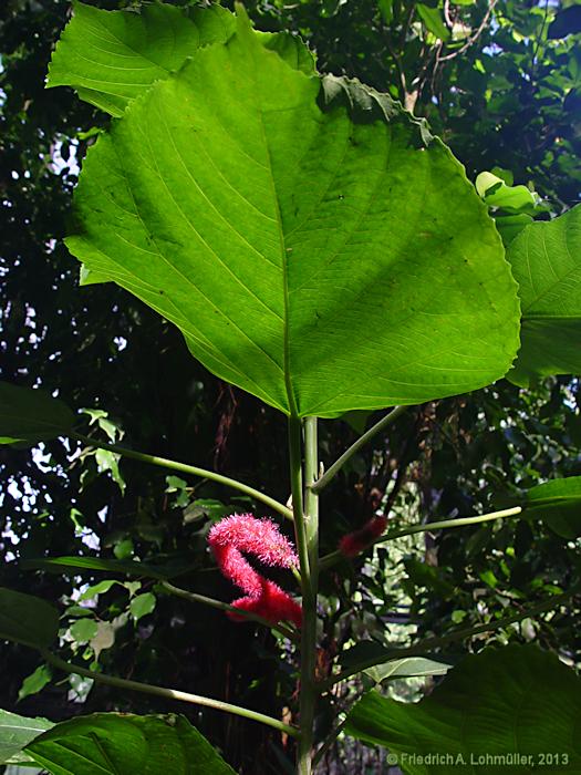 Acalypha hispida