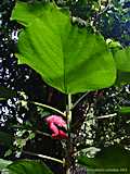 Acalypha hispida