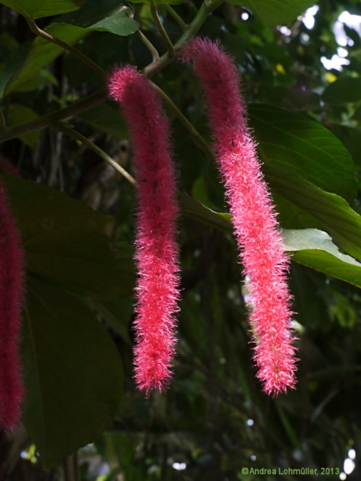 Acalypha hispida