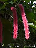 Acalypha hispida