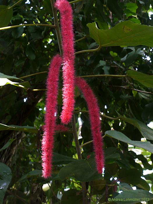 Acalypha hispida