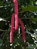 Acalypha hispida