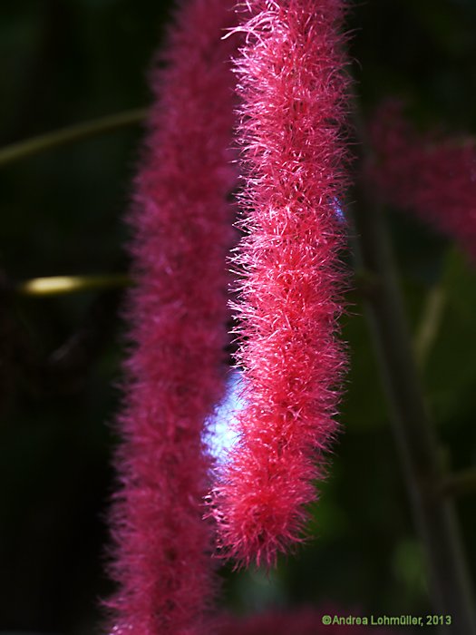 Acalypha hispida