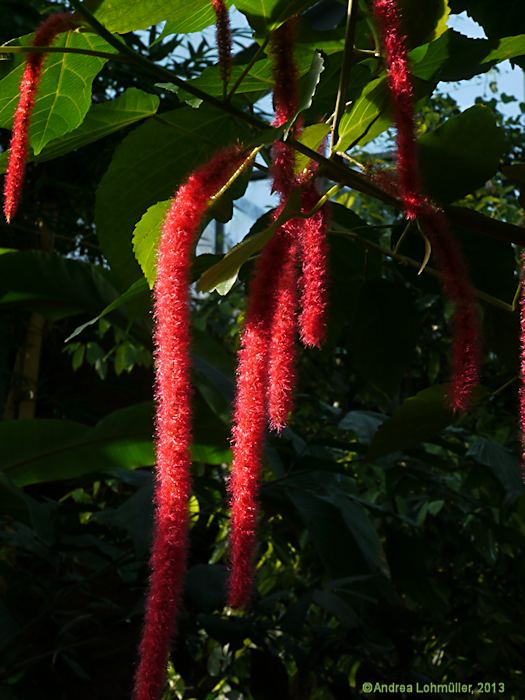 Acalypha hispida