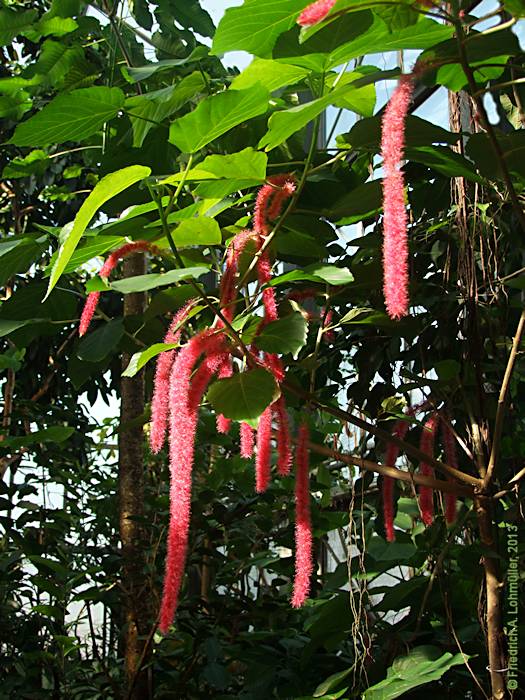 Acalypha hispida