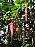 Acalypha