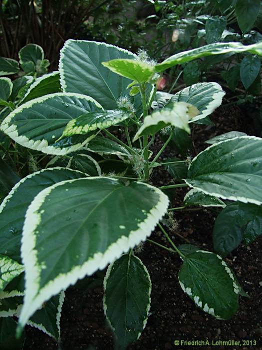 Acalypha wilkesiana